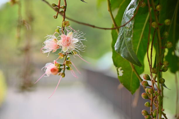 istockphoto-2154947318-612×612-min