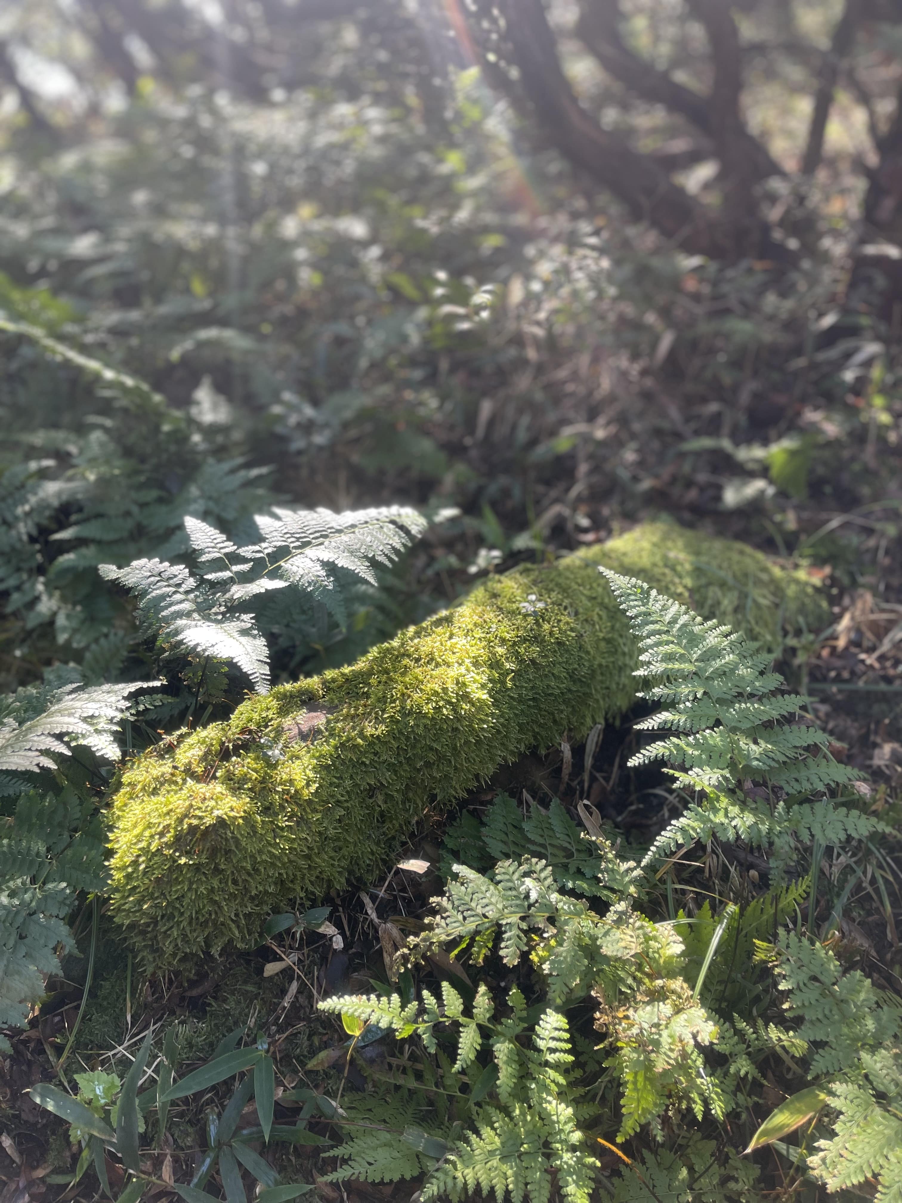 line_oa_chat_251102_131844-min