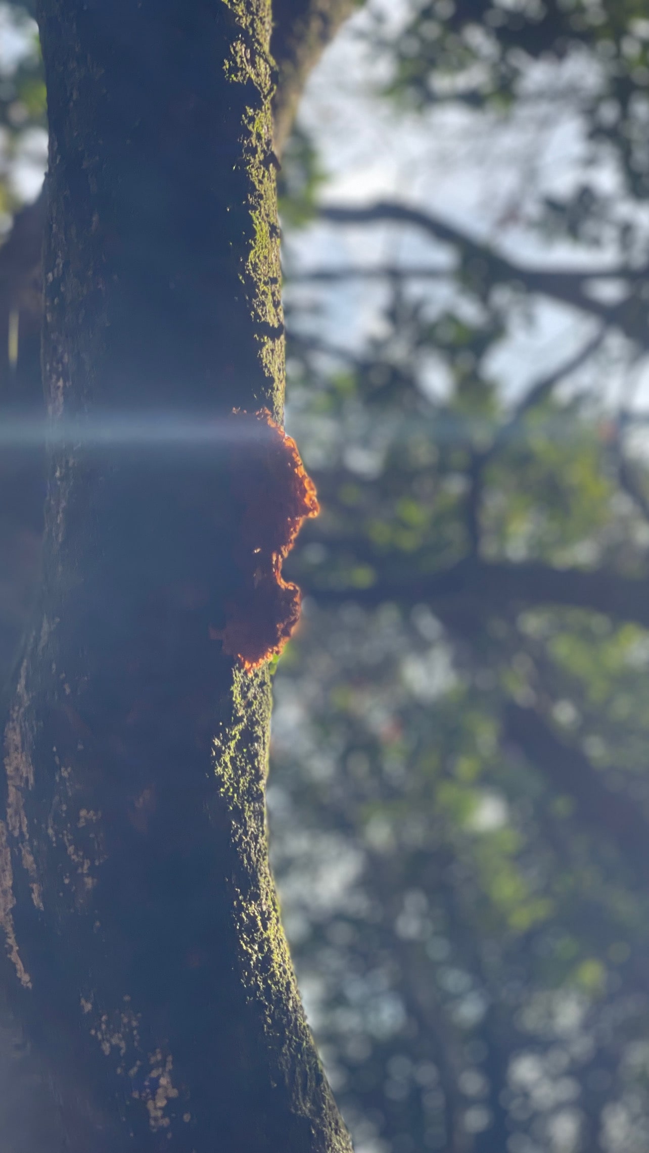 line_oa_chat_251102_131847-min